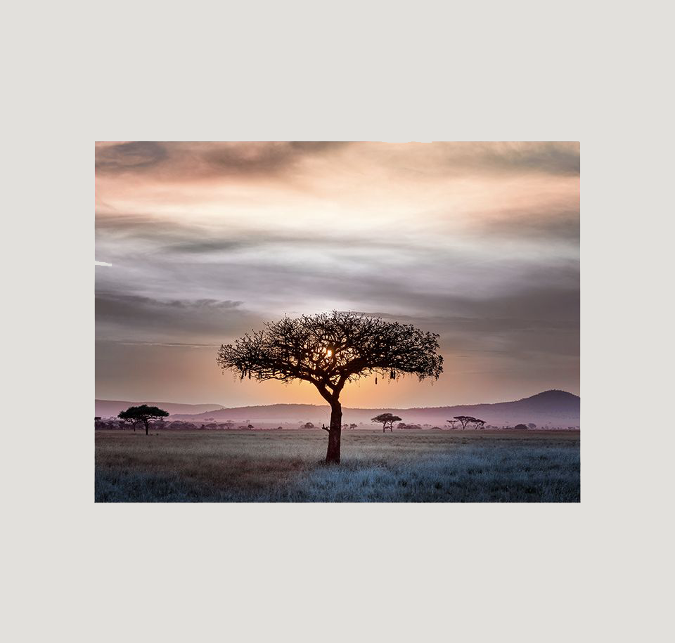 Sengfelder Walter Knoll - Teppich Legends of Carpets Jioni